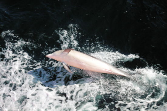 Sie sprangen neben dem Boot in den Wellen ...