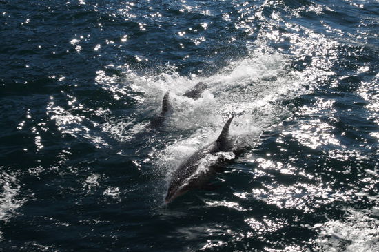 ... oder in kleinen Gruppen hinter bzw. unter dem Boot.