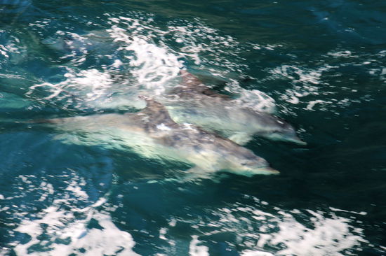 Es schien als hätten sie viel Spaß beim schwimmen um unser Boot.