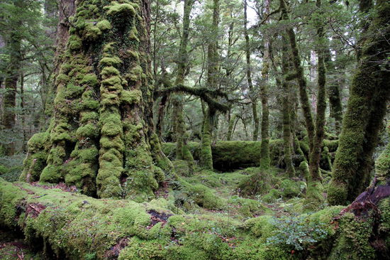 Am nächsten Morgen machten wir direkt vom Campingplatz aus den 'Lake Gunn Nature Walk' (Rundweg). Hier war alles sehr grün und es gab tolle mit Moos bewachsene Bäume zu sehen.