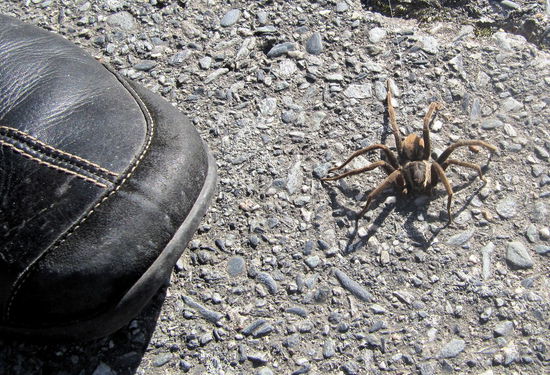 Da soll noch Mal einer sagen in Neuseeland gibt es keine großen Spinnen! Leider war dieses Exemplar bereits tot als wir es fanden (vielleicht hatte ihr die kalte Nacht zugesetzt). Hätte die Spinne noch gelebt, hätte Lizzy sich bestimmt nicht so nah mit ihrem Schuh herangewagt. 