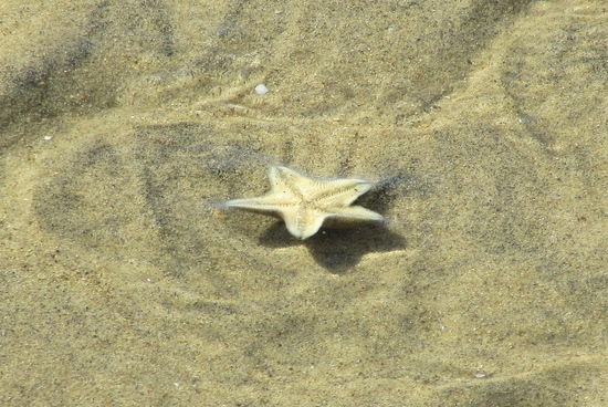 Beim zu Wasser lassen des Wassertaxis entdeckte Lizzy diesen Seestern.