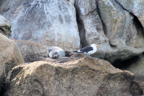 Auf den vorgelagerten Inseln konnte man viele Tiere sehen. Robbe und Möve ganz entspannt nebeneinander.