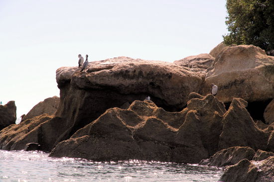 Kormorane gabs natürlich auch zu sehen.