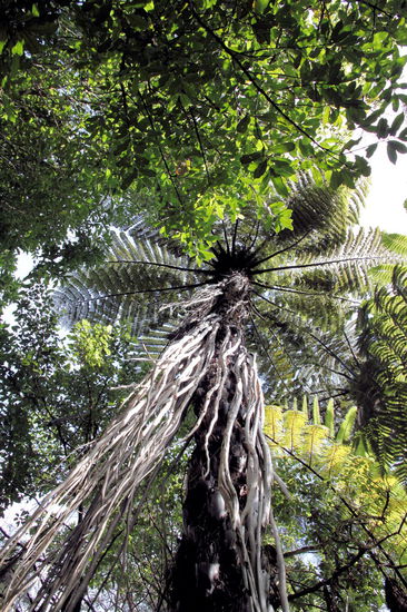 Unterwegs sahen wir riesige Farne.