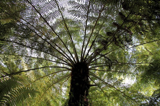 Die Farne sahen nicht nur sehr schön aus, sie boten uns unterwegs auch angenehmen Schatten.