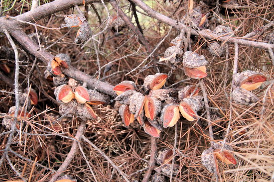 Zwischendurch sahen wir viele dieser vertrockneten Büsche mit den aufgeplatzten Kapseln. Würde sich super als Herbst-/Weihnachtsdeko eignen.