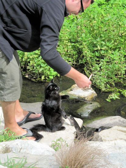 Im Cafe kann man Aalfutter kaufen. Sah aus wir Mett in einem kleinen Plastiktöpfchen (wie die Kräuterbutter beim Pizzaladen) inklusive Holzstäbchen. Wie man auf dem Bild sieht musste ich nicht nur mit schnappenden Aalen kämpfen, sondern auch mit der süßen Katze, die ebenfalls sehr scharf aufs Aalfutter war.