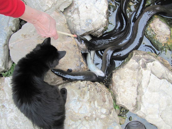 Die schnappenden Aale hielten die Katze nicht davon ab, ständig mit ihrer Tatze dazwischenzulangen. Anscheinend schmeckte ihr das Aalfutter auch sehr gut.