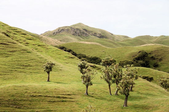 Nach einem Besuch des Cafes/Info entschieden wir uns für den 'Wharariki Beach Walk'. Zu Beginn läuft man über Schafweiden und hat tolle Ausblicke.