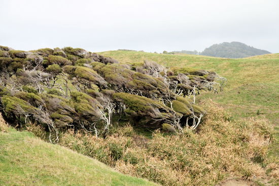 Diese Bäume werben nicht für den Halt von Drei-Wetter-Taft - sie zeigen eindrücklich, wie windig es hier ist.