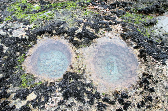 Es gab unterschiedlich große Meerwasserpools. Diese waren so groß wie eine Regentonne.