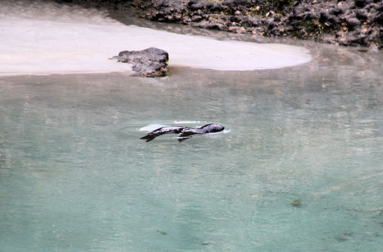 Andere hatten das Volumen eines großen Teichs. In diesem hier übte ein Robbenbaby das Schwimmen.