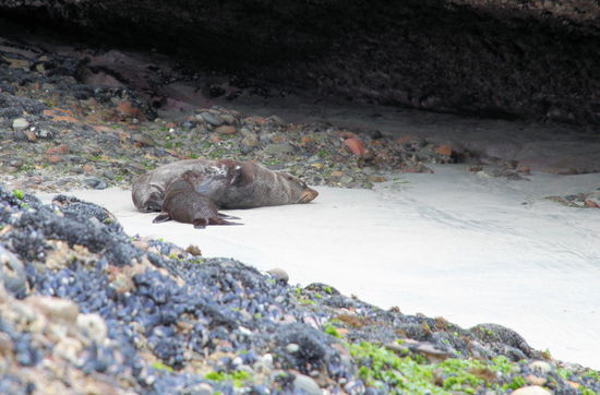 Versteckt hinter einem Fels lag eine Mutter die ihr Kleines säugte.