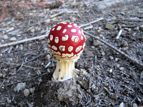 Diesen hübschen Pilz entdeckten wir auf dem 'Nature und Fir Walk'.