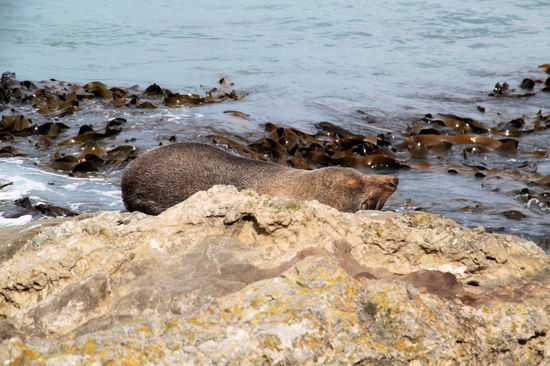 Bei einer Kaffeepause entdeckte ich diese dösende Robbe nur ein paar Meter unter uns auf den Felsen.