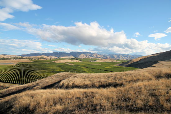 Weinanbau in der Nähe von Blenheim.
