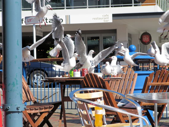 In einem Cafe an der Strandpromenade warteten wir auf die Abfahrt der Fähre. Als ein Nachbartisch nicht schnell genug abgeräumt wurde, kam sofort ein Dutzend Möven um den Tisch auf ihre Art abzuräumen. 