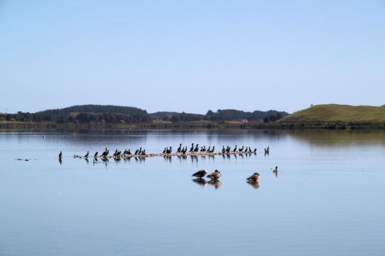 Auf dem Weg nach Norden machten wir Mittagspause am Lake Horowhenua und hatten diese schöne Sicht auf den See und die Vögel.
