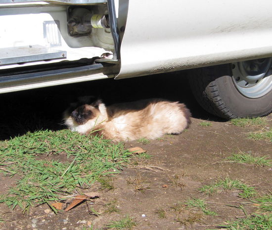 In Turangi angekommen bezog Mary ein schönes Motelzimmer und wir parkten unseren Campervan im Campingbereich der gleichen Anlage. Nach kurzer Zeit hatten wir bereits einen Besucher unter unserem Campervan liegen. 