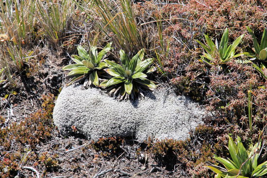 Schöne alpine Flora.