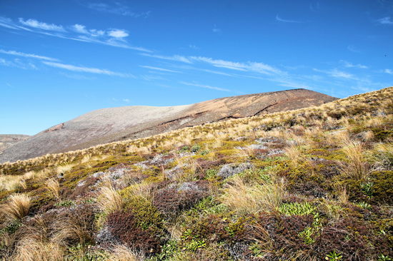 Besonders schöne alpine Pflanzendecke.