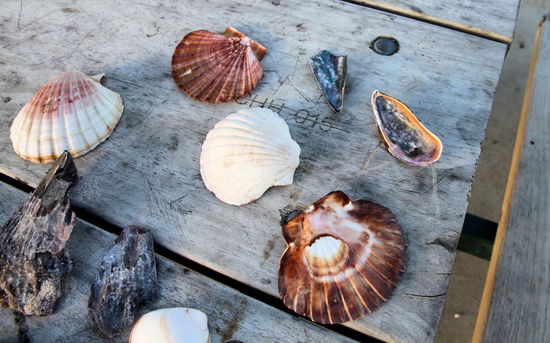 ... hübsche Muscheln fanden.