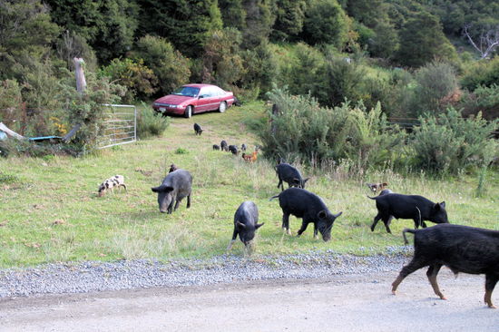 Wagemutig befuhren wir mit unserem Campervan die 309 Road, eine 22 Kilometer lange, recht enge und gewundene Schotterstraße. Zuerst trafen wir auf Stu's wilde Schweine. Er hat über 100 wilde Schweine und weitere Tiere.
