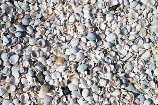 Wie in Australien bestand dieser Strand aus kleinen Muscheln.