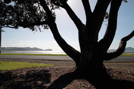 Alter Baum in einer schönen Bucht.