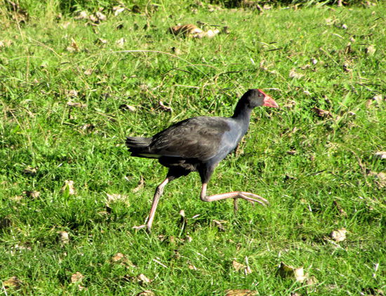 Hier sahen wir diesen bunten Vogel über die Wiese laufen.