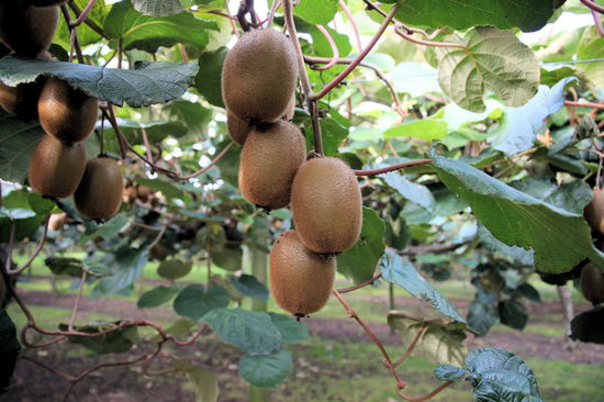 Wir machten die Tour (war okay) über das Gelände mit. Hier die 'klassischen' grünen Kiwis.
