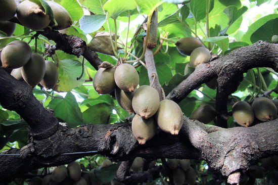 Dies sind die leckeren Gold-Kiwis.