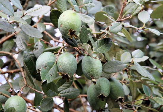 Die Feijoas. Auch brasilianische Guave genannt. Wir haben zwei Mal versucht Gefallen an der Frucht zu finden, aber sie ist einfach nicht unser Ding. Beim ersten Mal kauften wir sie am Straßenrand, da sie auf der Coromandel Peninsula eine beliebte Gartenpflanze ist und die Kinder die gesammelten Früchte an der Straße verkaufen. Beim zweiten Mal versuchten wir unser Glück im Supermarkt (was eigentlich grundsätzlich in einem schlechteren Geschmackserlebnis endet, als beim Direktverkauf!), aber auch diese Feijoas schmeckten uns überhaupt nicht. Vielleicht werden sie daher in Neuseeland bevorzugt zu Marmelade, Püree oder Saft verarbeitet.