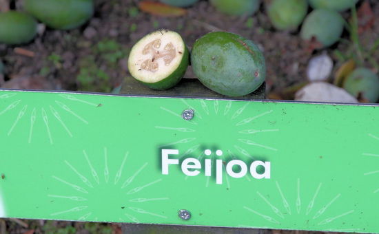 So sieht die aufgeschnittene Frucht aus. Vielleicht kann Lizzy den Geschmack beschreiben? 
(Lizzy) Keine Ahnung. Habe nichts vergleichbares schon mal gegessen. Ziemlich fad vor allem. Die Fruchtmasse in diesem kleeblättrigen Innenteil ist ziemlich glibberig. Auch nicht so toll.