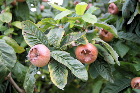 Auch diese Frucht gabs zu sehen. Sie heißt Medlar und wir hatten sie vorher noch nie bewusst gesehen.