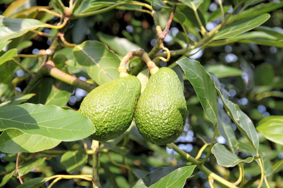 Lizzys Liebling, wenn es ums Essen geht - die Avocado! Täglich wurde mindestens eine Avocado verspeist - pur, auf Brot oder versteckt in einer Sushi-Rolle (wenn verfügbar). 