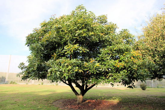 So sieht das Avocado-Bäumchen im Ganzen aus. Würde es das deutsche Klima aushalten, hätte Lizzy bereits eine Avocado-Plantage gepflanzt! 
(Lizzy) Lecker!!!!! Schade, dass unser Klima nichts für Avocados ist. Sonst würde ich bei irgendjemandem im Garten ein Plätzchen finden.