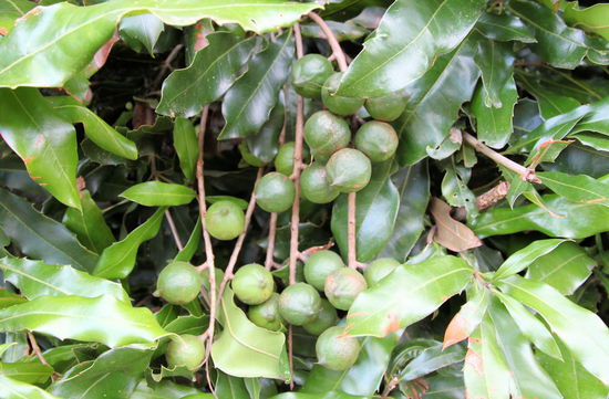 Ich hätte dort dann auch ein paar Bäumchen von meinen Lieblingen dazu gepflanzt! Mein Favorit ist die Königin der Nüsse - die Macadamianuss! 