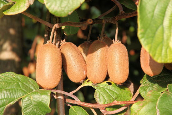 Wie bei vielen Früchten, gibt es auch bei der Kiwi neben den zwei bekannten Sorten (grün und gold) aus dem Supermarkt noch viele weitere (kommerziell unbedeutende) Sorten. Hier die langen dünnen Kiwis.