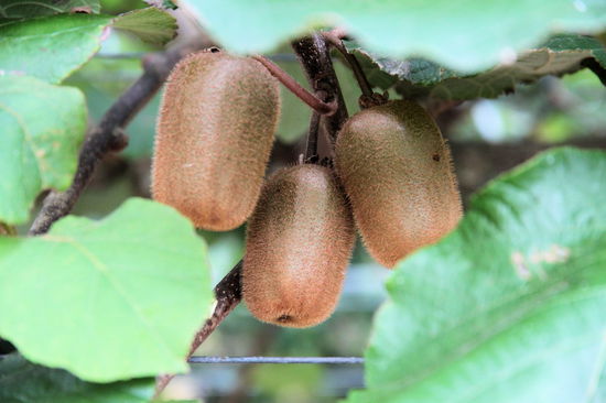 Dies ist die eher rechteckige Variante.