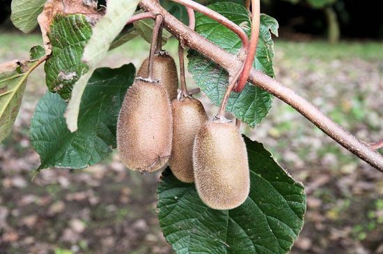 Haariger und mehr in Richtung Birne.