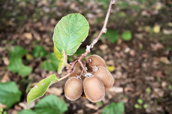 Klein und runder ...