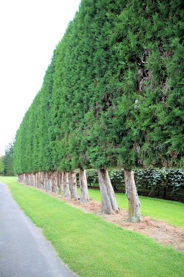 Diese ordentlichen Windschutzhecken werden so schmal geschnitten, damit die Wurzeln klein bleiben und den Kiwis nicht das Wasser streitig machen.