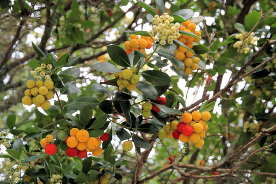 Auf dem Parkplatz von Kiwi 360 sahen wir noch diese hübsche Pflanze - leider keine Ahnung was es ist.