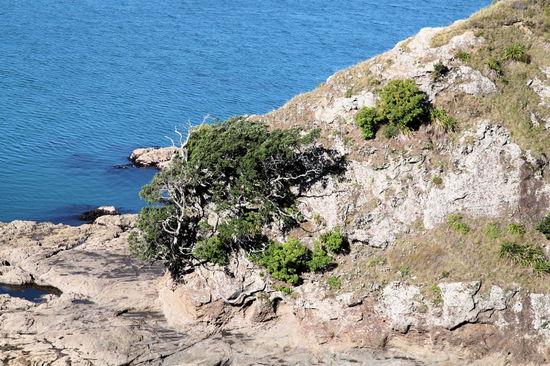 Von Ohope Beach fuhren wir mit dem Bus zurück nach Whakatane und starteten dort unsere Wanderung "Kohi Point Track" von Whakatane Zentrum zurück zum Ohope Beach (7 km). Zuerst geht es immer berauf in Richtung Kohi Point und dann wieder hinunter zur Otarawairere Bay. Hier gibt es beeindruckende Bäume und Felsen zu sehen.