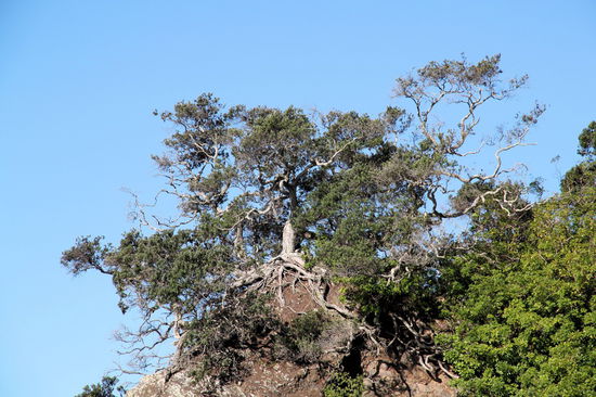 Die Bäume 'thronen' auf Felsvorsprüngen. Es könnte auch ein gewaltiger Ent aus "Herr der Ringe" sein. 