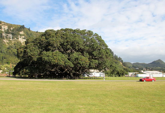 In Te Araroa steht auf dem dortigen Schulgelände der (nach eigenen Angaben) größte 'pohutukawa tree' der Welt. Diese Baumart wird auch 'Neuseeländischer Weihnachtsbaum' genannt, da die Blütezeit von Mitte Dezember bis Mitte Januar dauert.