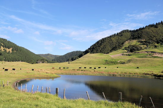 Ein Foto aus dem Allgäu - ne, natürlich nicht! Auch wenn es aussieht wie das deutsche Voralpenland befinden wir uns weiterhin an der East Coast Neuseelands.