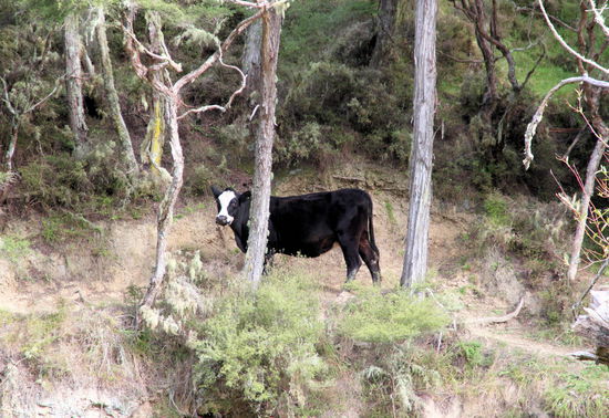 Zuerst führte der Weg am Fluss entlang, dann durch den Wald. Bereits nach einer halben Stunde entdeckten wir diese schüchterne Kuh, die erfolglos versuchte sich hinter einem Baum zu versteckten. 